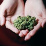 Close-up photo of hands gently holding marijuana buds, highlighting natural medicine.